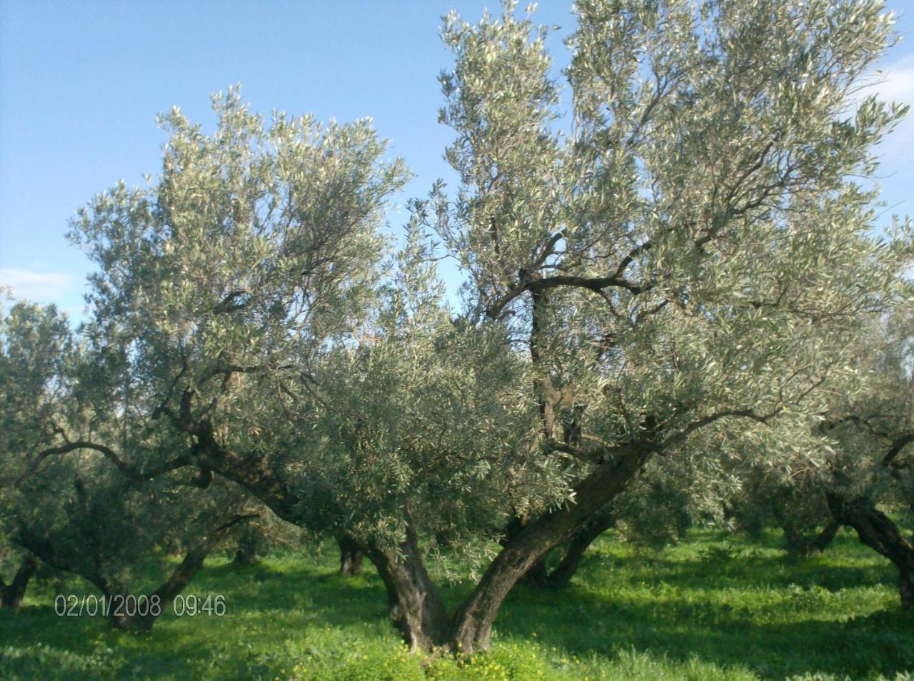 Villa La Cucullera Catanzaro Esterno foto